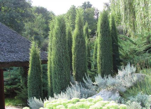 Можжевельник шаровидный. Можжевельник (Juniperus) семейство кипарисовых