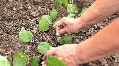 Клематис княжик. Декоративное и лечебное растение в вашем саду — княжик
