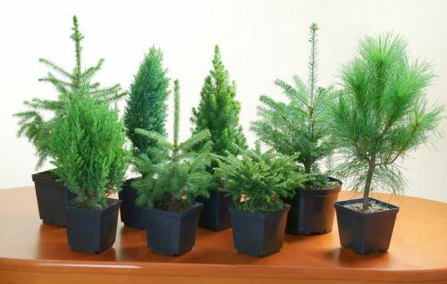 Пихта в горшке сохнет. Пихта домашняя в горшке