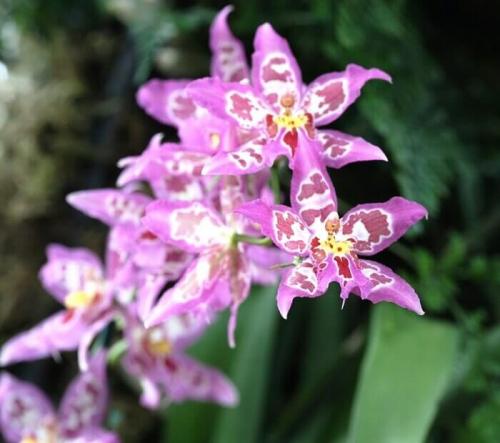 Онцидиум Свит Шугар уход в домашних условиях. Уход за онцидиумом в домашних условиях