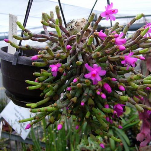 Хатиора розовая. Виды хатиоры и фото комнатного цветка в период цветения