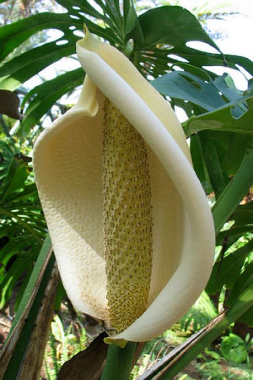 Формирование монстеры. Комнатная пышная монстера – уход и особенности растения