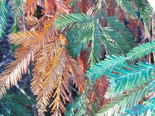 Фунгициды для хвойных. Виды ржавчин у хвойных