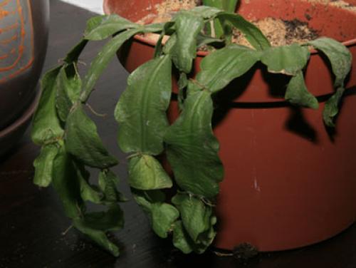 Почему, кактус желтеет снизу. Болезни кактуса по причине неправильного ухода за растением