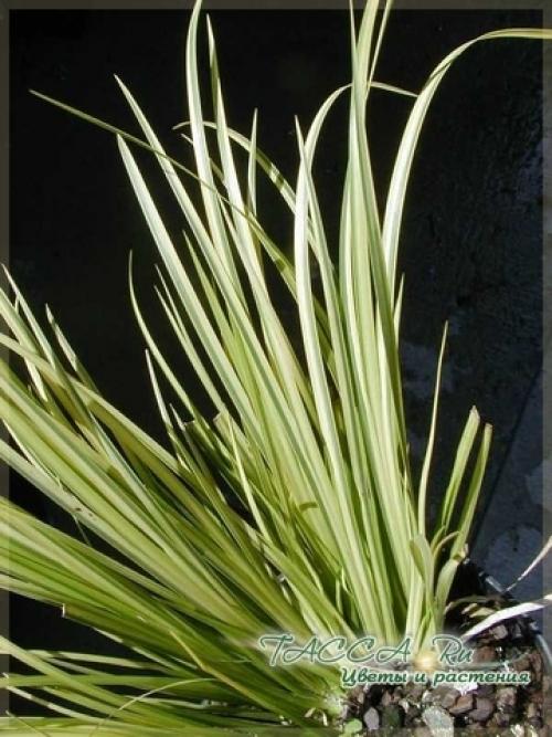 Аир злаковидный комнатное растение. Аир злаковый Acorus gramineus - уход в домашних условиях.