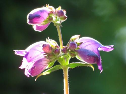 Пенстемон Хаскер Ред описание. Ботаническое описание