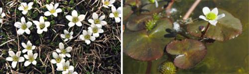 Caltha palustris Multiplex plena. Виды, подвиды и сорта калужницы