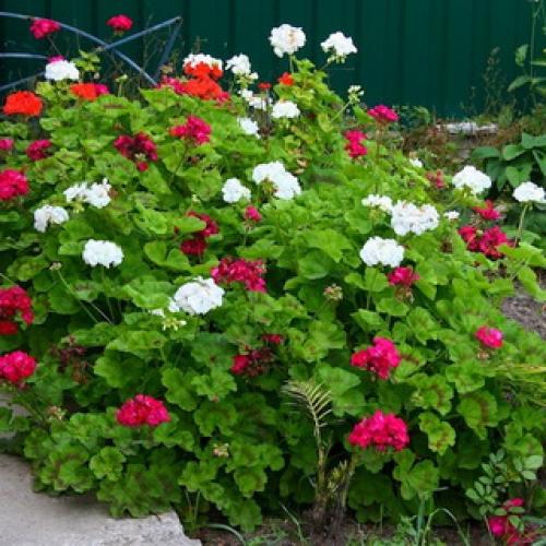 Герань садовая красно-бурая. Садовая герань в ландшафтном дизайне участка (с фото)