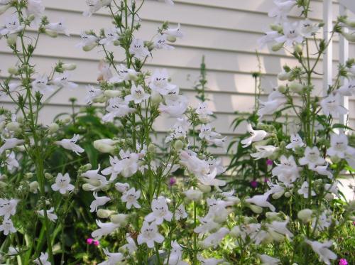 Пенстемон Хаскер Ред описание. Ботаническое описание