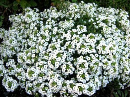 Лобулярия морская. Сорта и виды