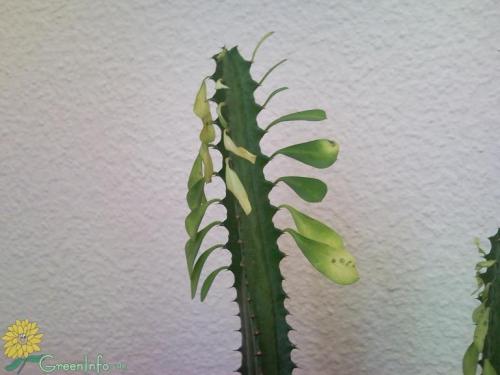 Молочай треугольный желтеют листья. Молочай: листья желтеют и опадают