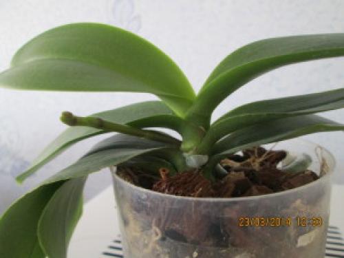 Душ для гибискуса. Горячий душ для комнатных растений