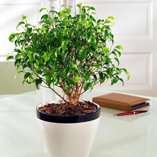 Фикус кустовой