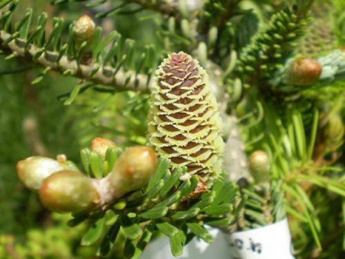 Пихта благородная. Ботаническое описание