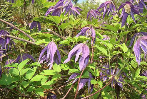 Клематис княжик. Декоративное и лечебное растение в вашем саду — княжик