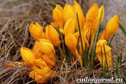 Ruby Giant крокус. Крокус цветок. Выращивание крокуса. Уход за крокусом