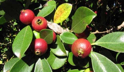 Псидиум земляничный. Гуава Кеттли или земляничная гуава особенности выращивания