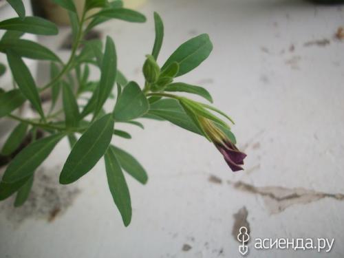 Калибрахоа из своих семян. У меня получилось вырастить калибрахоа из семян! Невозможное-возможно!