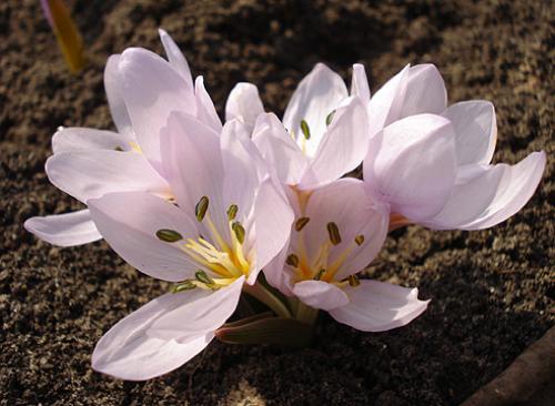 Безвременник весенний. Безвременик: виды, цветущие весной