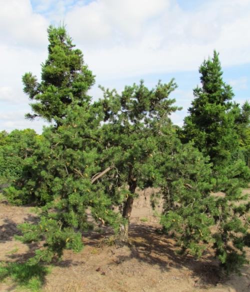 Сосна Банкса диаметр кроны. Сосна Банкса (Pinus banksiana)