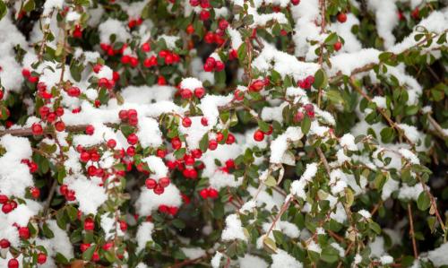 Гаультерия