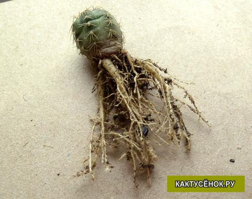 Кактус гниет сверху. Как спасти загнивший кактус?
