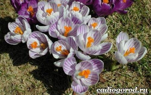Ruby Giant крокус. Крокус цветок. Выращивание крокуса. Уход за крокусом