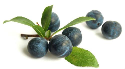 Слива колючая или терна. Терн (Терновник) — все о колючей сливе