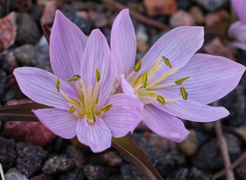 Безвременник весенний. Безвременик: виды, цветущие весной