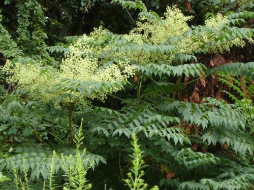 Аралия польза и вред. Чудодейственная аралия маньчжурская: применение с пользой для организма
