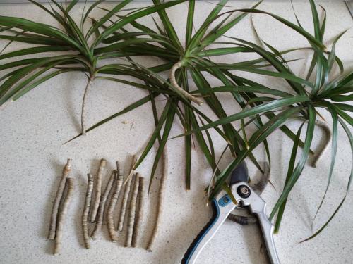 Как омолодить драцену в домашних условиях. Омолаживающая обрезка: черенкование