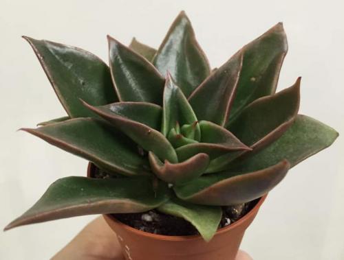 Эхеверия миранда. Виды эхеверий для комнатного цветоводства