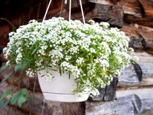 Лобулярия морская. Сорта и виды