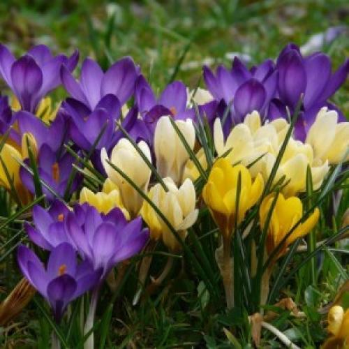 Чем удобрять крокусы. Крокусы