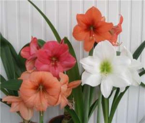 Уход за гиппеаструмом после покоя. Как ухаживать за гиппеаструмом после цветения в домашних условиях