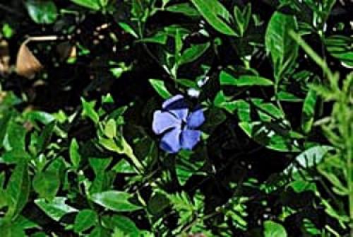 Барвинок зимостойкость. Барвинок