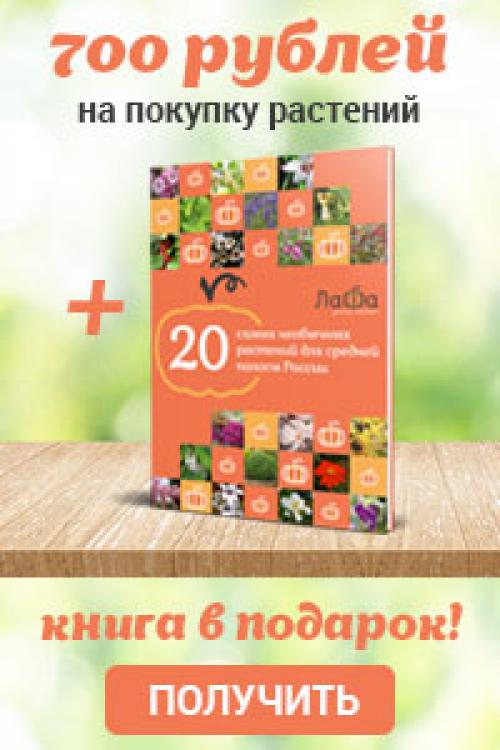 Герань в природе. Лесные и полевые растения в саду: герани