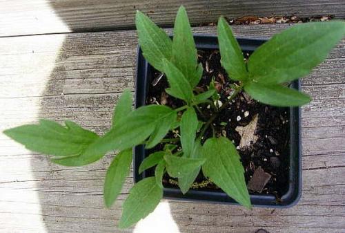 Ратибида в цветнике. Необыкновенная ратибида колоновидная на дачном участке