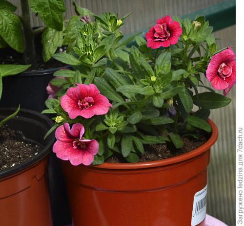 Калибрахоа лучшие сорта. Махровая калибрахоа