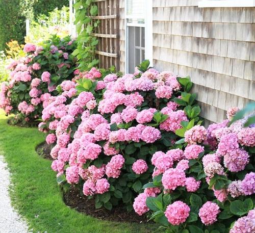 Гортензия высадка на улицу. Пышноцветущая гортензия в вашем саду: выбираем время и место посадки