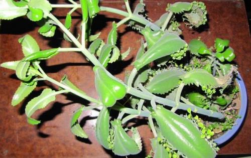 Почему у каланхоэ скручиваются листья. Почему у каланхоэ скручиваются листья