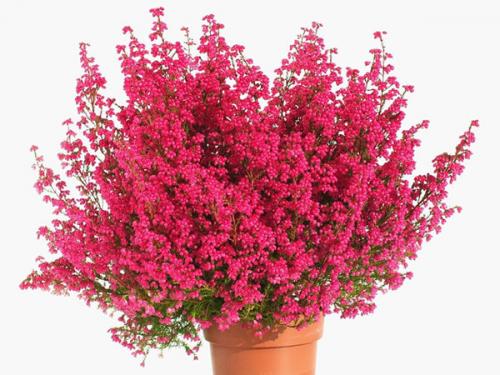 Эрика вереск Посадка и уход в. Растение эрика: посадка и уход в мельчайших подробностях