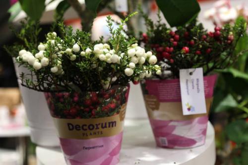 Пернеттия комнатная. Гаультерия, или пернеттия остроконечная