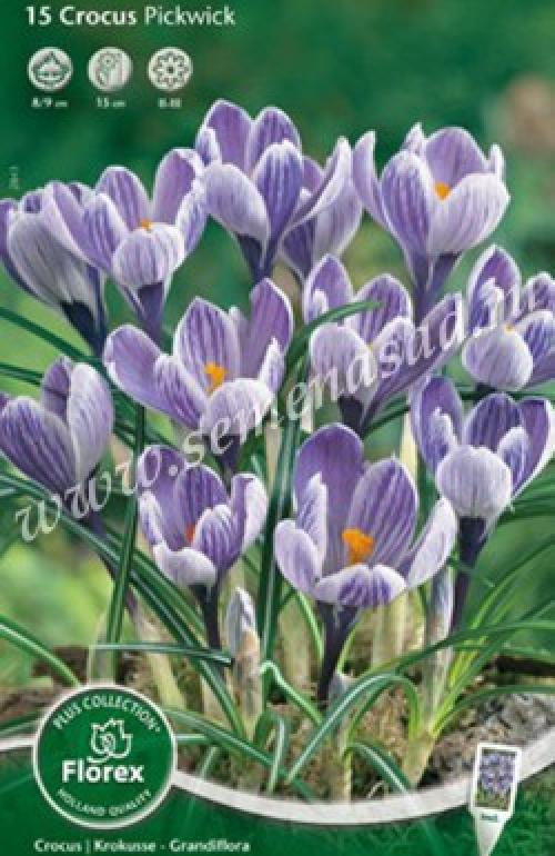 Крокус Пиквик