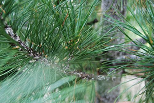 Болеет кедр. Налет на кедре (сосне кедровой сибирской)