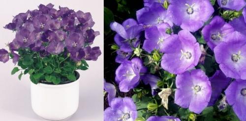 Кампанула жених и невеста 