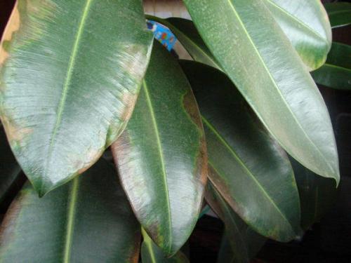 Фикус черные пятна на листьях. У фикуса тёмные пятна на листьях. Что делать?