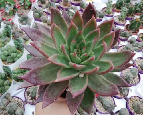 Эхеверия миранда. Виды эхеверий для комнатного цветоводства