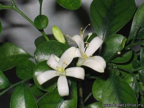 Мурайя экзотика. #1 Jah