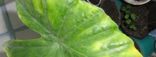 Почему у Алоказии листья желтеют и. Алоказия желтеют листья